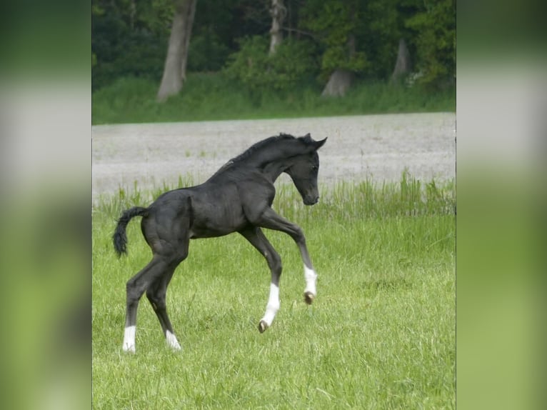 Hanoverian Stallion 3 years 16.2 hh Black in Siegen