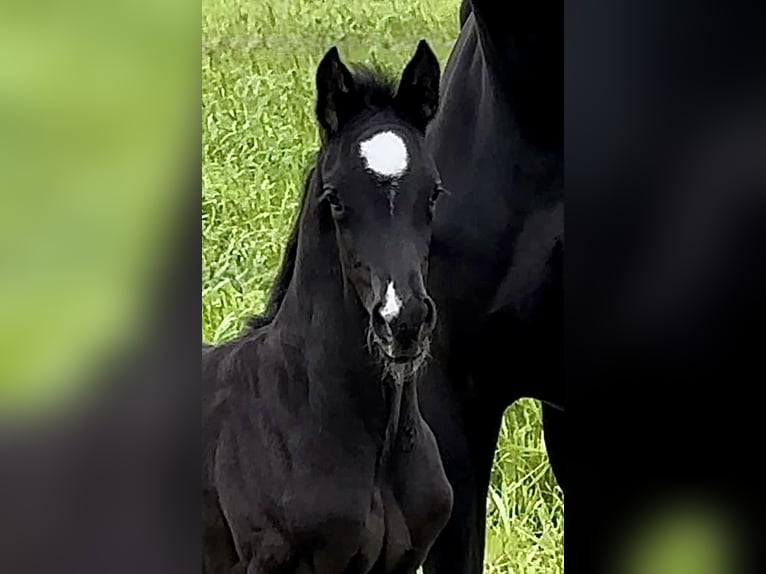 Hanoverian Stallion 3 years 16.2 hh Black in Siegen