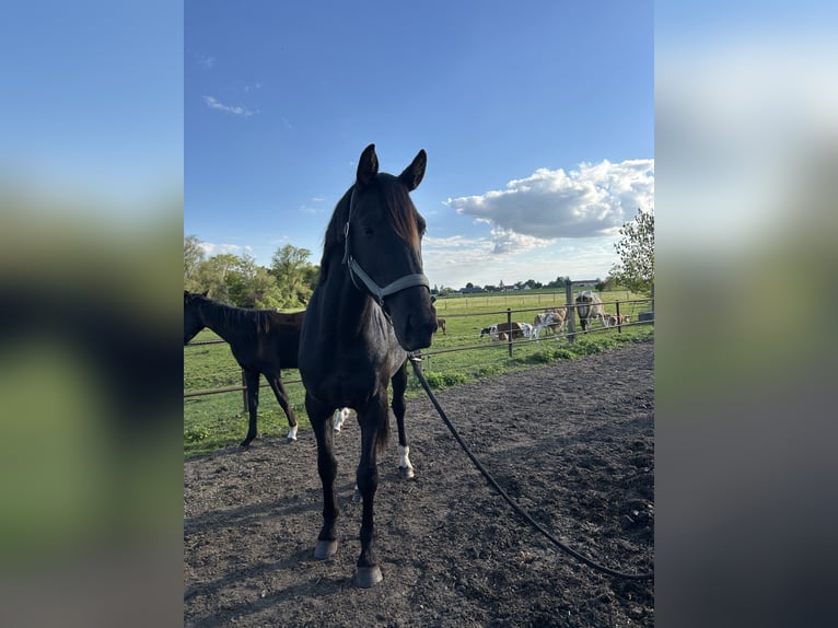 Hanoverian Stallion 3 years 16.2 hh Black in Spantekow