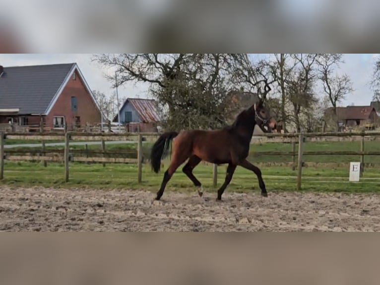 Hanoverian Stallion 3 years 16,2 hh Brown in Osterbruch