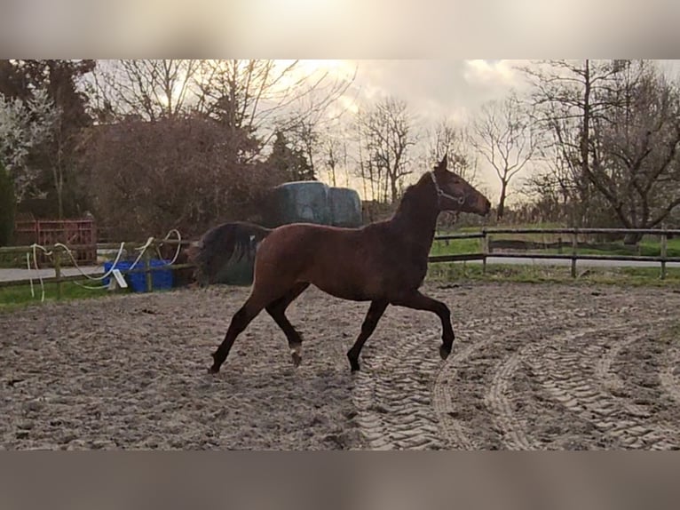 Hanoverian Stallion 3 years 16,2 hh Brown in Osterbruch