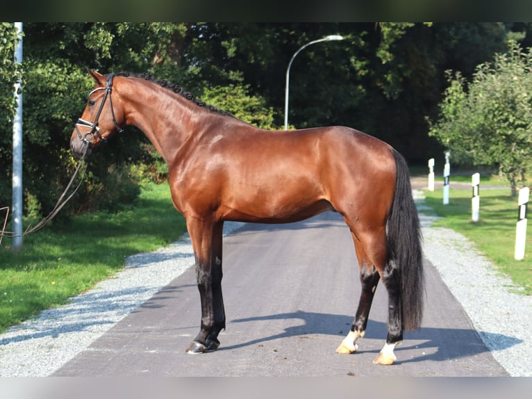 Hanoverian Stallion 3 years 16,2 hh Brown in Deinstedt