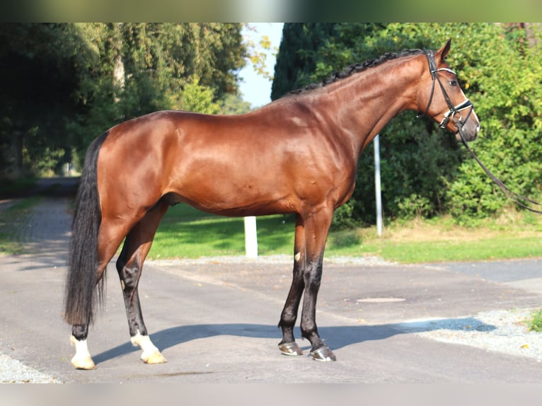 Hanoverian Stallion 3 years 16,2 hh Brown in Deinstedt