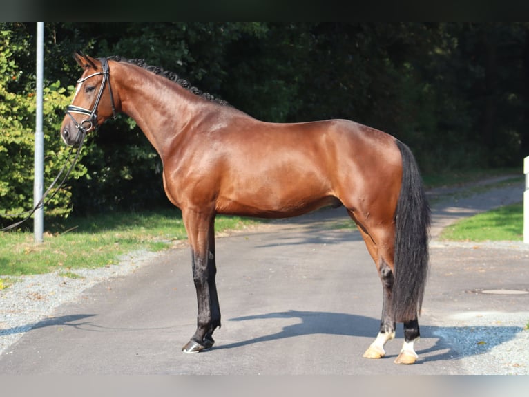 Hanoverian Stallion 3 years 16,2 hh Brown in Deinstedt