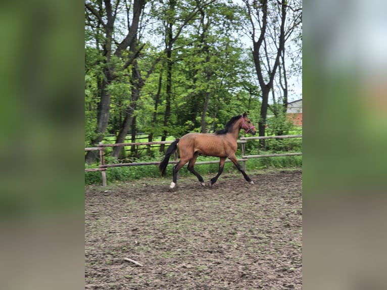 Hanoverian Stallion 3 years 16.2 hh Brown in Vienenburg