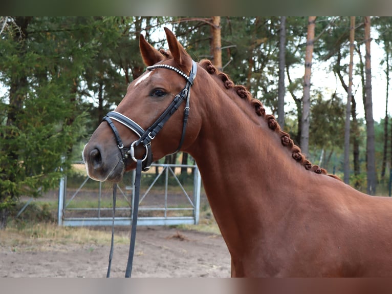 Hanoverian Stallion 3 years 16.2 hh Chestnut in Celle