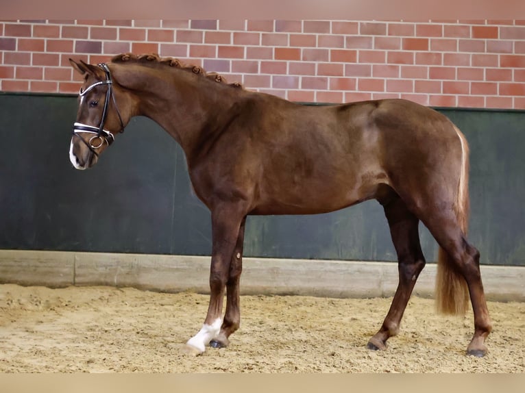 Hanoverian Stallion 3 years 16,2 hh Chestnut in Gersten