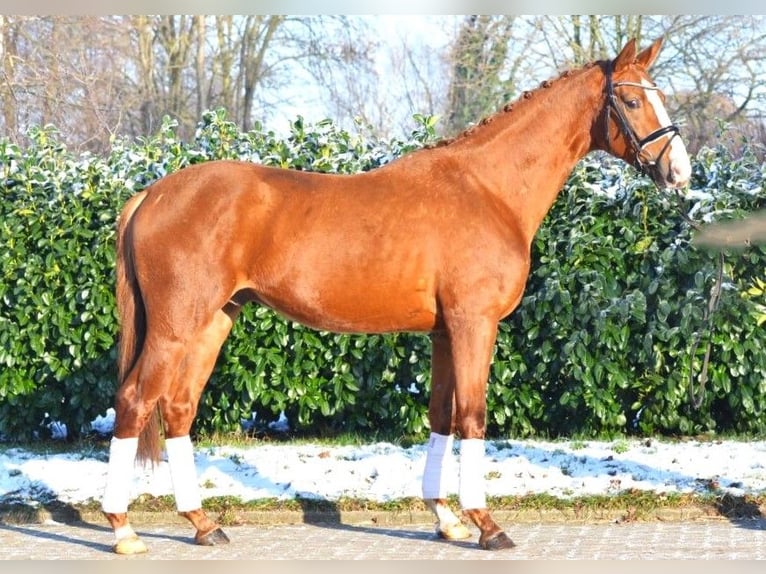 Hanoverian Stallion 3 years 16,2 hh Chestnut in Selsingen