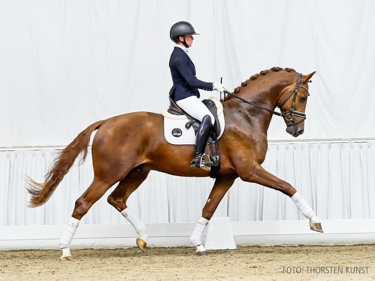 Hanoverian Stallion 3 years 16,2 hh Chestnut in Verden