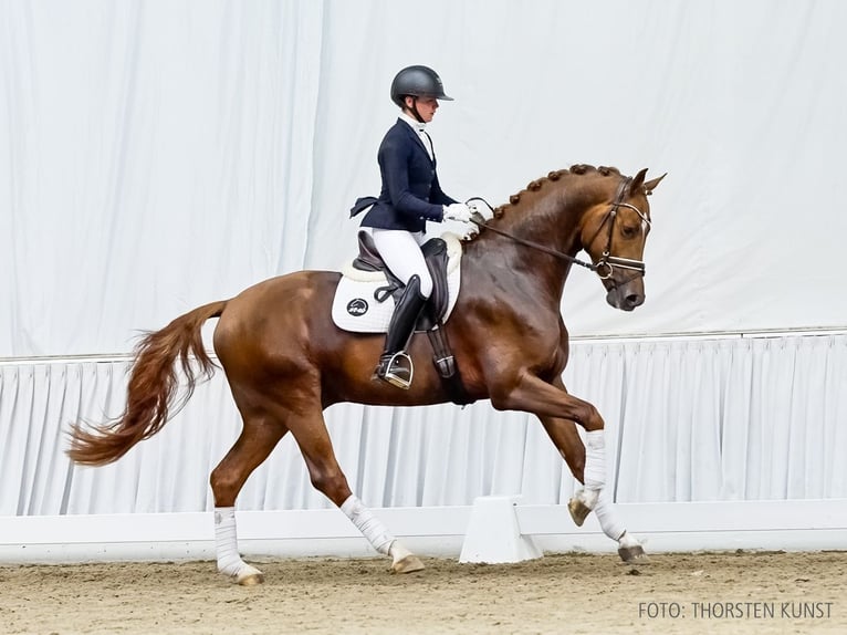 Hanoverian Stallion 3 years 16,2 hh Chestnut in Verden