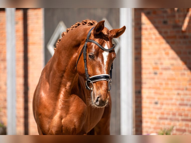 Hanoverian Stallion 3 years 16,2 hh Chestnut-Red in Berlin