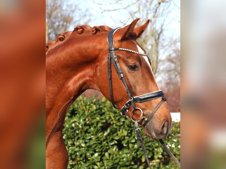 Hanoverian Stallion 3 years 16.2 hh Chestnut-Red in Selsingen
