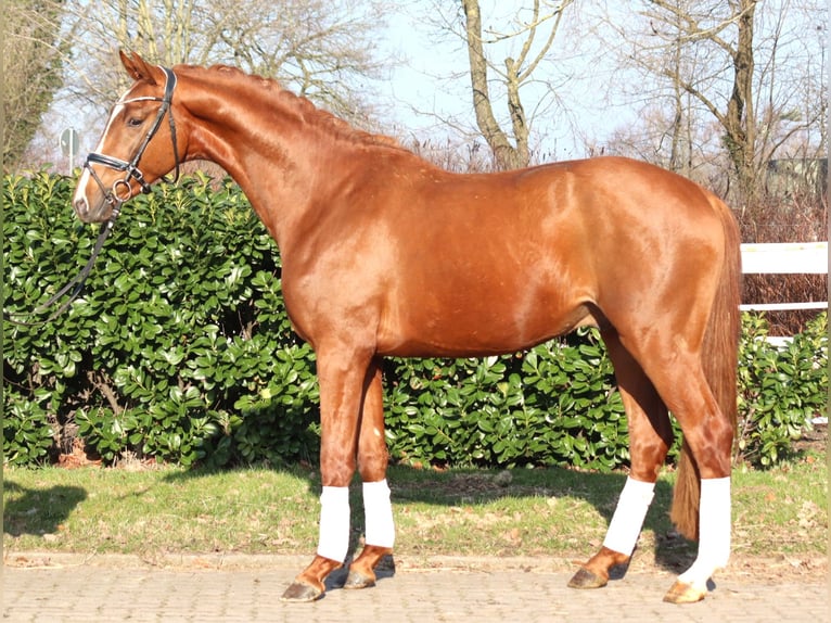 Hanoverian Stallion 3 years 16.2 hh Chestnut-Red in Selsingen
