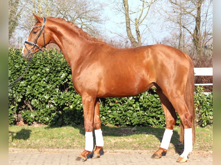 Hanoverian Stallion 3 years 16.2 hh Chestnut-Red in Selsingen