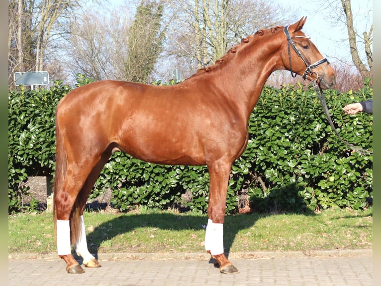 Hanoverian Stallion 3 years 16.2 hh Chestnut-Red in Selsingen