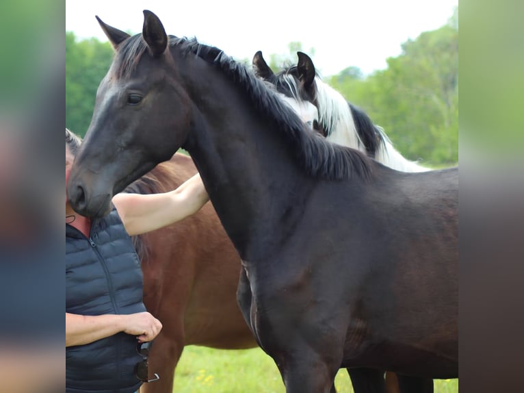 Hanoverian Stallion 3 years 16.2 hh  in Ahrensbök