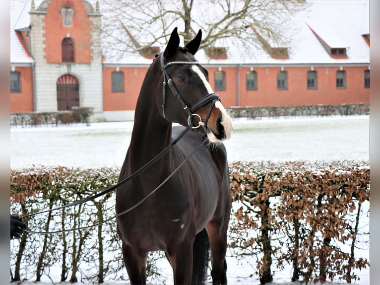 Hanoverian Stallion 3 years 16,3 hh Bay-Dark in Celle