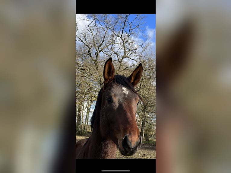 Hanoverian Stallion 3 years 16,3 hh Bay-Dark in Worpswede