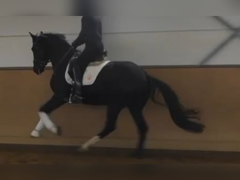Hanoverian Stallion 3 years 16.3 hh Black in Herren-Sulzbach