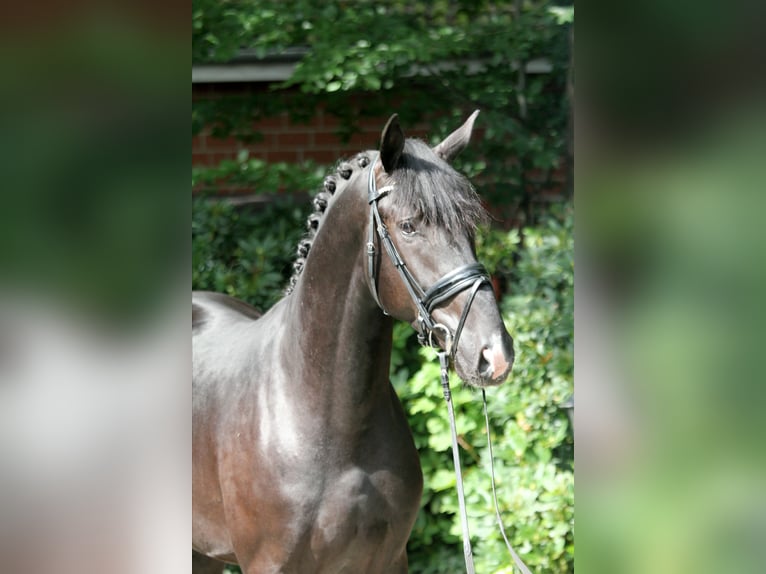 Hanoverian Stallion 3 years 16,3 hh Black in Kutenholz