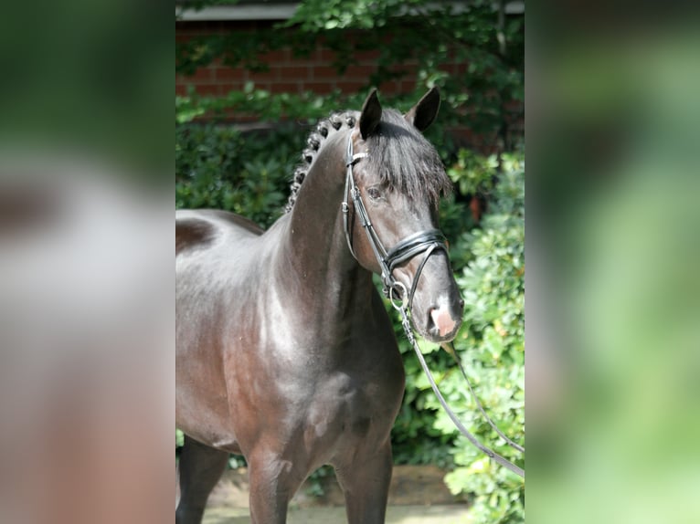 Hanoverian Stallion 3 years 16,3 hh Black in Kutenholz