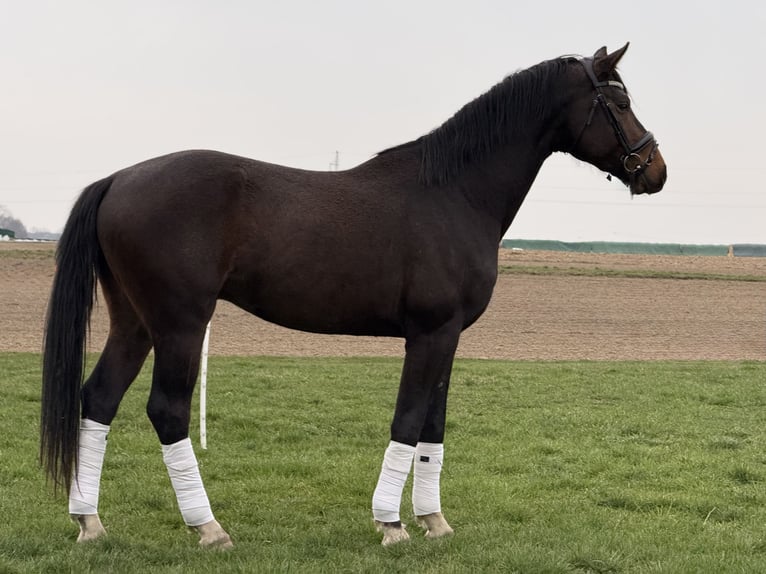 Hanoverian Stallion 3 years 16.3 hh Brown in Bukowo