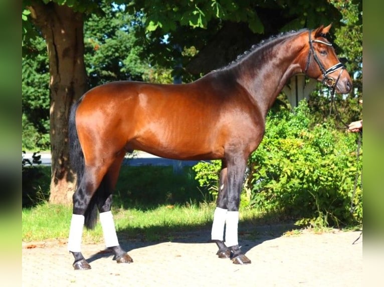 Hanoverian Stallion 3 years 16,3 hh Brown in Selsingen