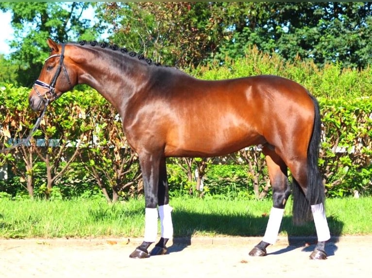 Hanoverian Stallion 3 years 16,3 hh Brown in Selsingen