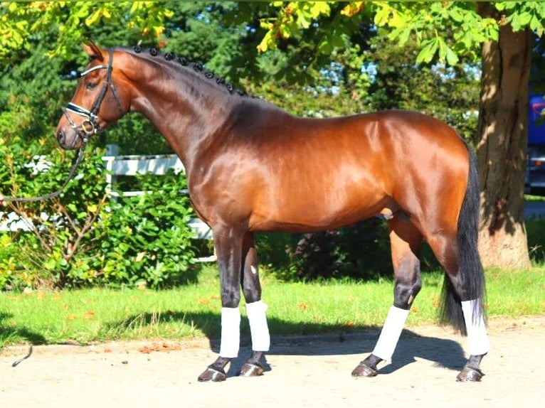 Hanoverian Stallion 3 years 16,3 hh Brown in Selsingen