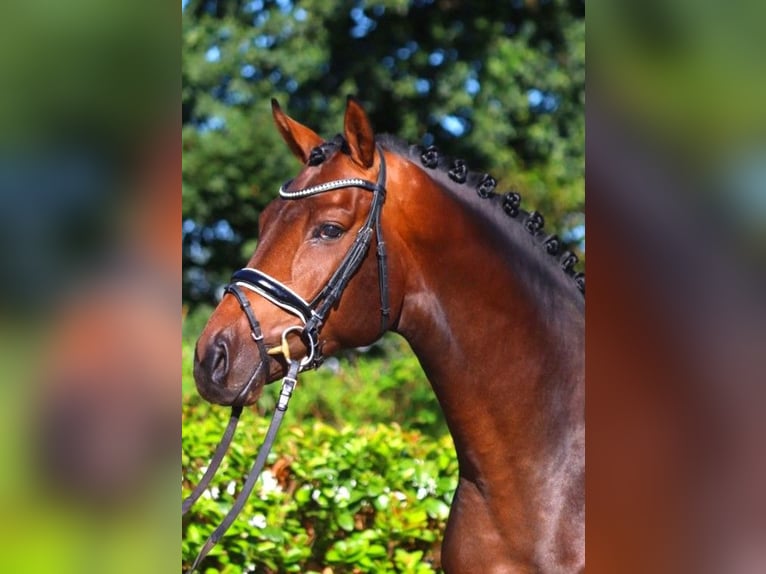 Hanoverian Stallion 3 years 16,3 hh Brown in Selsingen