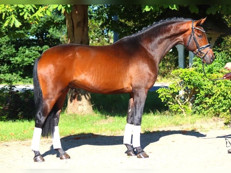 Hanoverian Stallion 3 years 16,3 hh Brown in Selsingen