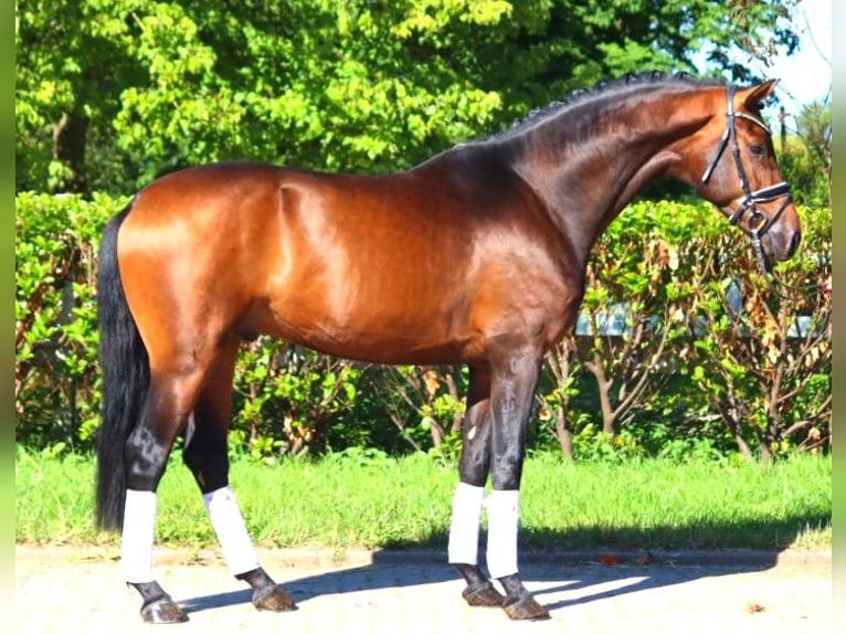 Hanoverian Stallion 3 years 16,3 hh Brown in Selsingen