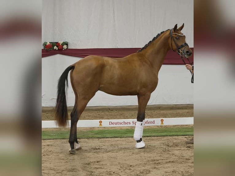 Hanoverian Stallion 3 years 16.3 hh Brown in Großheide