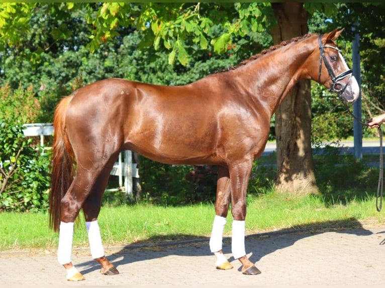 Hanoverian Stallion 3 years 16,3 hh Chestnut in Selsingen