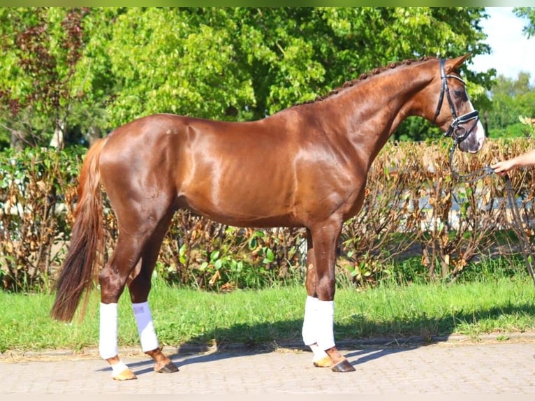 Hanoverian Stallion 3 years 16,3 hh Chestnut in Selsingen