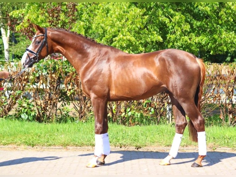 Hanoverian Stallion 3 years 16,3 hh Chestnut in Selsingen