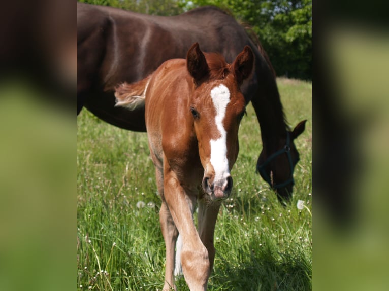 Hanoverian Stallion 3 years 16,3 hh Chestnut-Red in Walchum