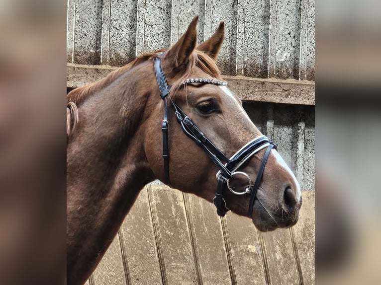 Hanoverian Stallion 3 years 16,3 hh Chestnut-Red in Walchum