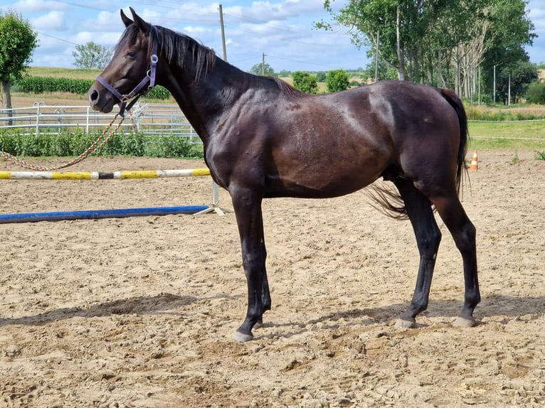 Hanoverian Stallion 3 years 16 hh Bay-Dark in Magdeburg