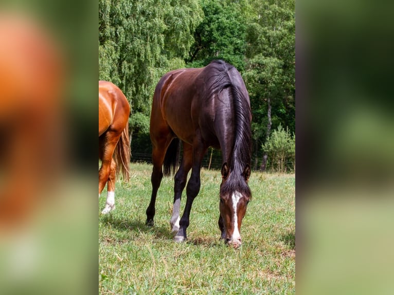 Hanoverian Stallion 3 years 16 hh Bay-Dark in Nienburg (Weser)