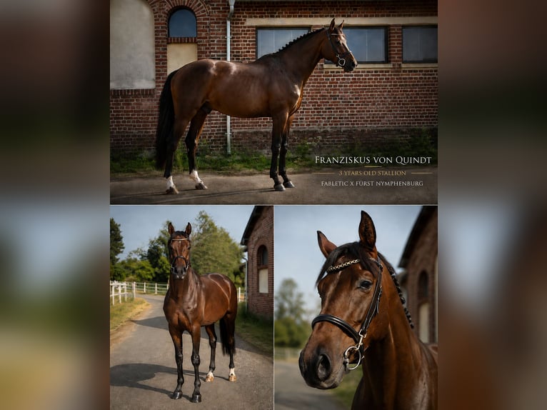Hanoverian, Stallion, 3 years, 16 hh, Bay
