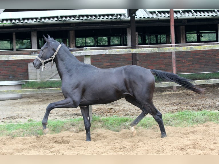 Hanoverian Stallion 3 years 16 hh Black in Kutenholz