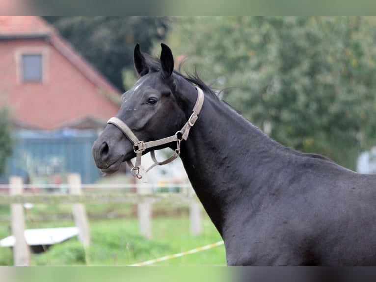 Hanoverian Stallion 3 years 16 hh Black in Kutenholz