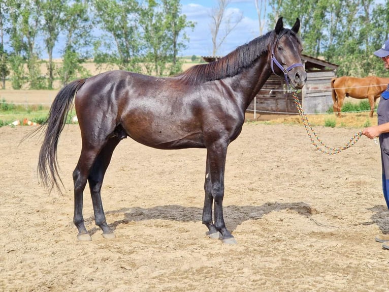 Hanoverian Stallion 3 years 16 hh Black in Magdeburg