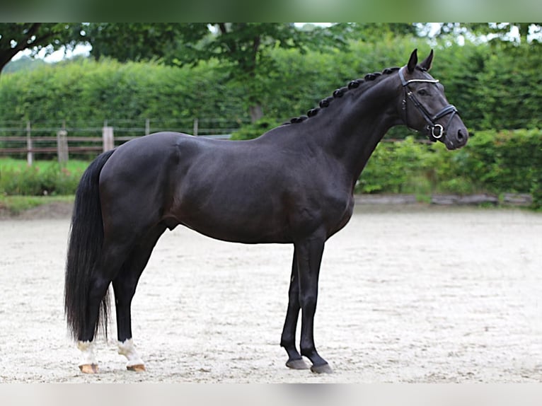 Hanoverian Stallion 3 years 16 hh Black in Meinersen