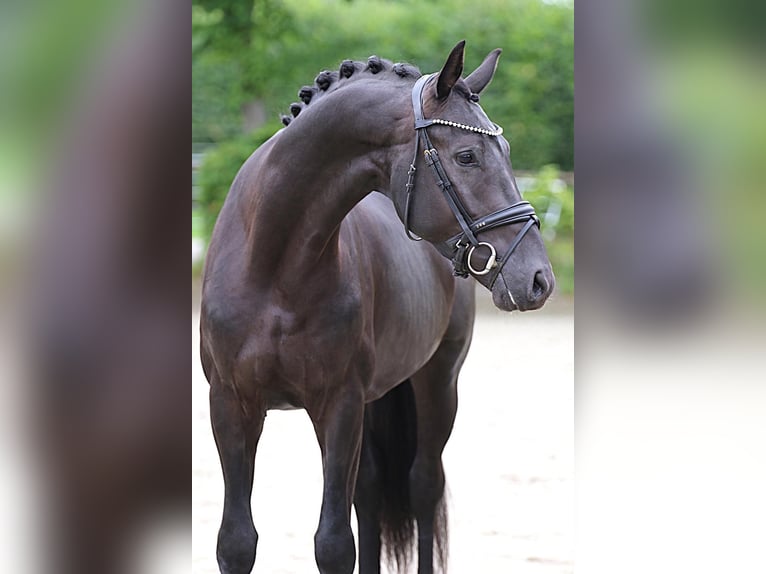 Hanoverian Stallion 3 years 16 hh Black in Meinersen