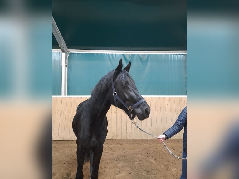 Hanoverian Stallion 3 years 16 hh Black in Warmsen