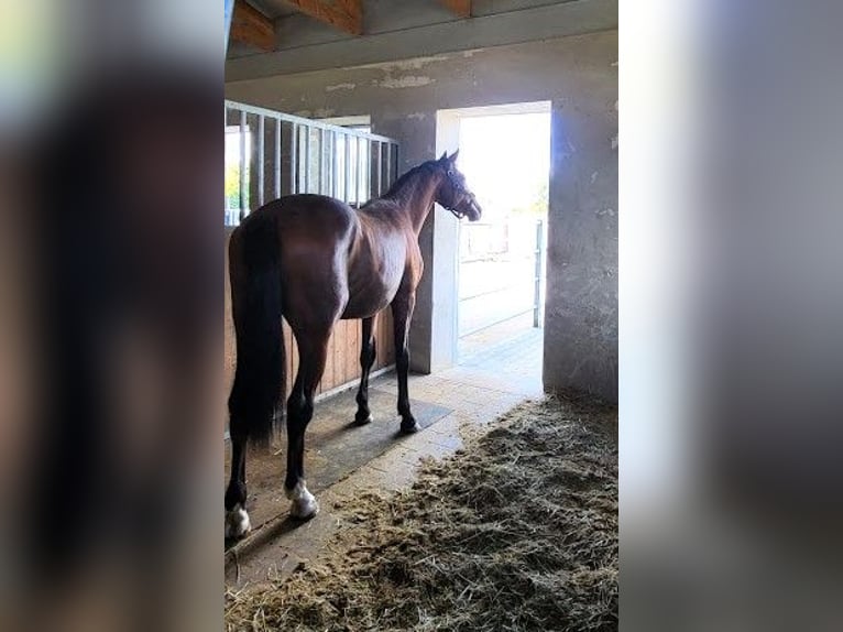 Hanoverian Stallion 3 years 16 hh Brown in Burgstädt
