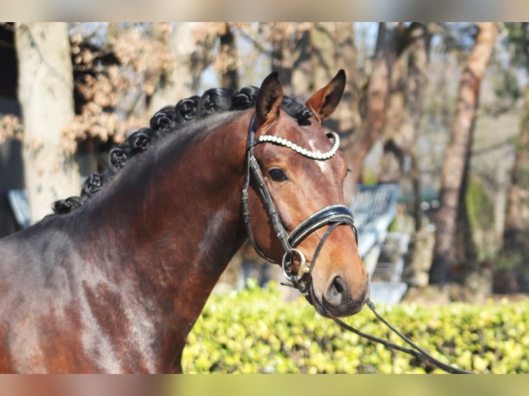 Hanoverian Stallion 3 years 16 hh Brown in Reeßum