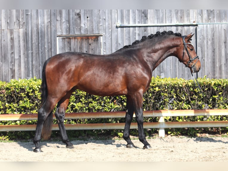 Hanoverian Stallion 3 years 16 hh Brown in Reeßum